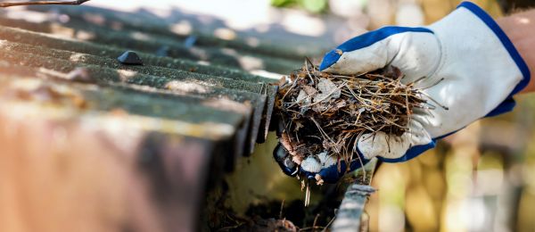 Cost of Pine Needle Gutter Cleaning in Louisville